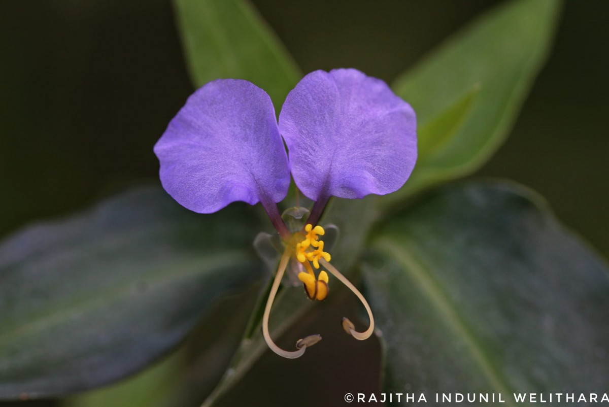 Commelina undulata R.Br.